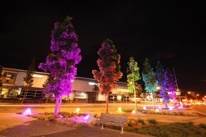 Kauri Pines Brisbane Outdoor LED Lights Tree Illumination