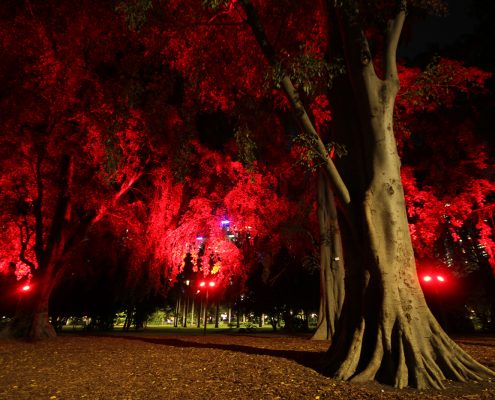 City Botanical Gardens Outdoor LED Tree Illumination