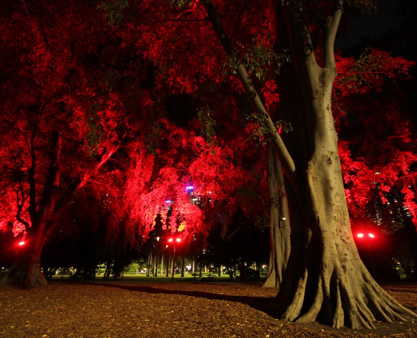 City Botanical Gardens Outdoor LED Tree Illumination