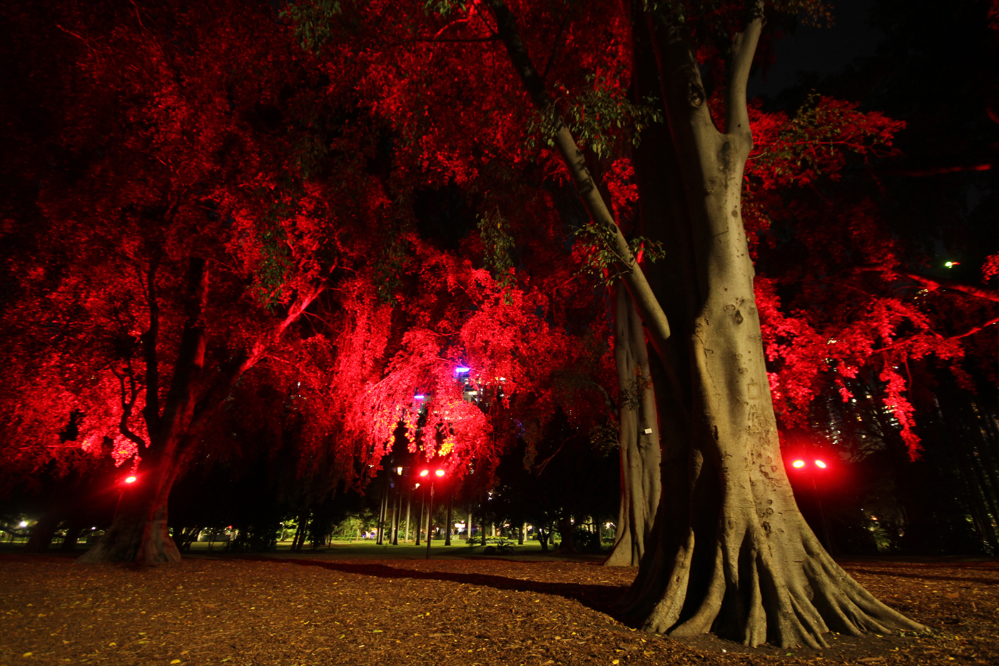 City Botanical Gardens Outdoor LED Tree Illumination