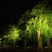 City Botanical Gardens Outdoor LED Tree Illumination