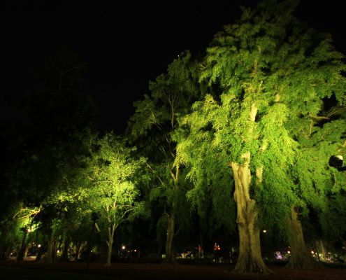 City Botanical Gardens Outdoor LED Tree Illumination