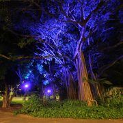 City Botanical Gardens Outdoor LED Tree Illumination
