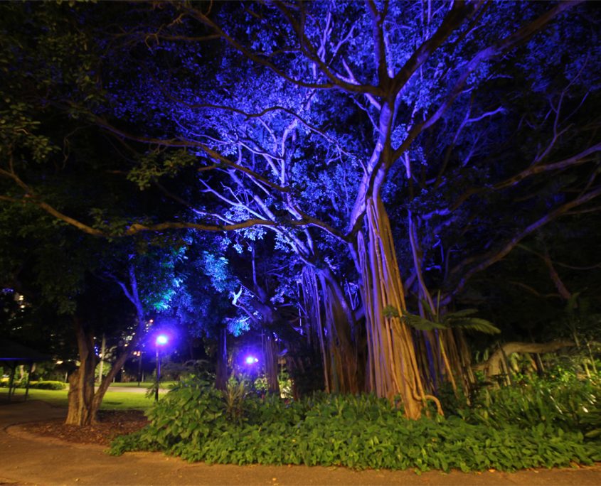 City Botanical Gardens Outdoor LED Tree Illumination