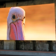 2019_BarangarooReserve_11